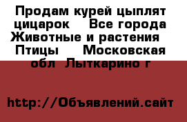 Продам курей цыплят,цицарок. - Все города Животные и растения » Птицы   . Московская обл.,Лыткарино г.